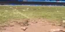 Promotiefeest laat ravage achter: stadion van HSV is enorm toegetakeld